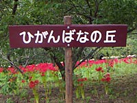 �Ђ���΂Ȃ̋u