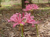 �s���N�̔ފ݉�