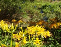 ���c����ƐF�̃V���{���ʁI