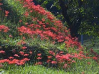 ����̃q�K���o�i�i�U���炫�j