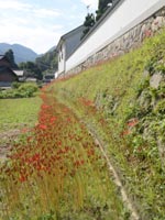 ����̃q�K���o�i�i�c�{�~�j