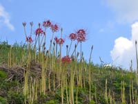 ��a��̃q�K���o�i�c�{�~�j