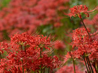 ���J�̃q�K���o�i