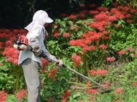 �q�K���o�i�̊�����