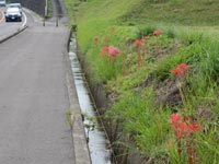 �W���̃q�K���o�i