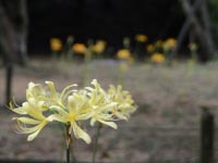 �q�K���o�i�̋u