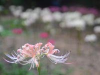 �q�K���o�i�̋u