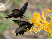 �q�K���o�i�ƃN���A�Q�n