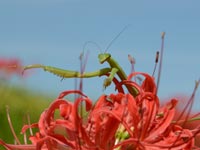 �q�K���o�i����