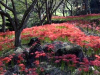 北谷の彼岸花