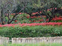 灌頂ヶ滝の彼岸花