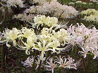 ���������F�̔ފ݉ԂƂ������s���N�̔ފ݉�