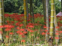 �|�т̔ފ݉Ԃقږ��J