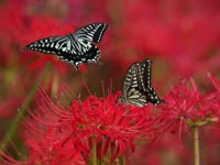 �|�т̔ފ݉Ԃقږ��J