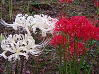 �g���̔ފ݉�