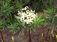 �Ƃ̋߂��ɍ炢�Ă������ފ݉�