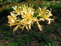 ���F���ފ݉�