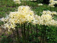 ���������F�̔ފ݉�