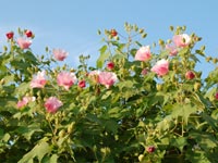 �s���N�̃X�C�t���E