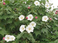 �g���̃X�C�t���E