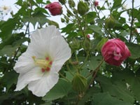 �����̃X�C�t���E�̉�