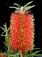 ������A�Y���ׂ̐�ɉ����̉ԕ�