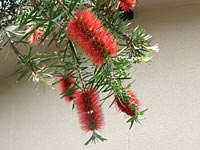 ������A�܂�Ŏ����ǃu���V