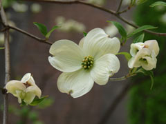 ���F�̃n�i�~�Y�L