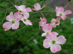 �s���N�̃n�i�~�Y�L