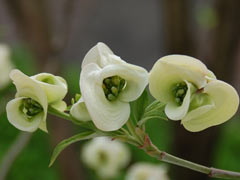 �������n�i�~�Y�L