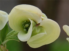 �n�i�~�Y�L�̂ڂ�