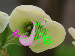 �n�i�~�Y�L�̂ڂ�