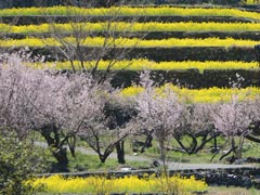 �؂̉ԂƖ��J�̔~