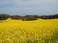 �ԎV�~�̍؂̉�