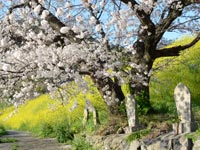 �剮�y�̍؂̉�