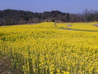 �܂�̂������̍؂̉�