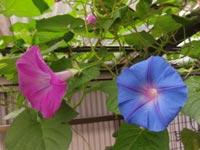 �����A�T�K�I�̐��ƐԎ�