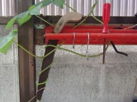 �A�T�K�I�Ƀm�R�M������ĥ��