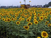 ���̃q�}�����A����ς蓌����