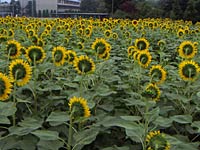 ��납��B�����q�}����