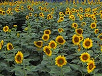 ���̃q�}�����A������