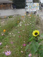 �ӏH�̃q�}����