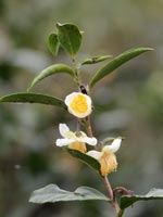 ���̖؂̔�����