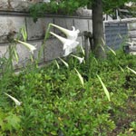 �^�J�T�S�����̌Q��