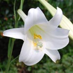 ���ʂ̉ԕ��͉��F��