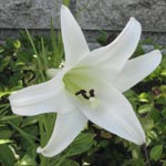 �����ԕ��̃^�J�T�S����