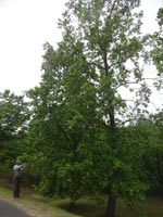 ���肵�Ă��Ȃ������m�L