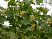 �����m�L�̉�