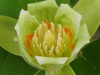 �����m�L�̉�