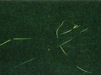 �ʐ^�����񂪏���ɖ��x����